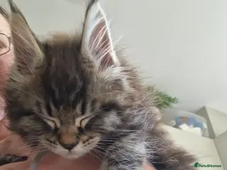 Maine Coon cats Gorgeous Pure tica reg mainecoon kittens - Advert 6