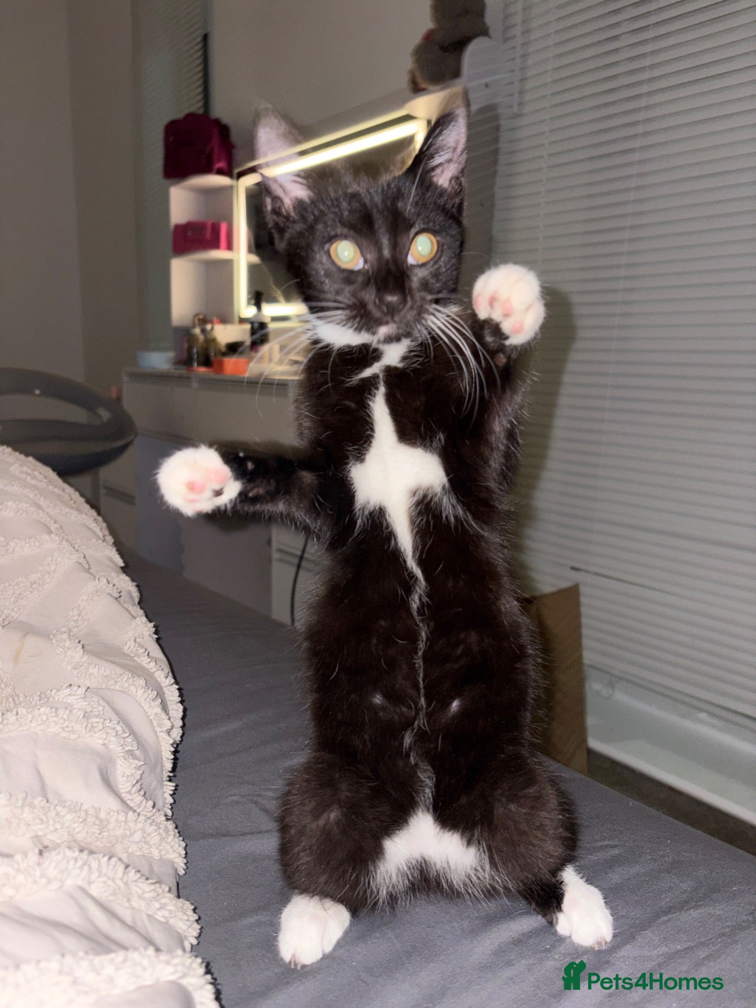 Mixed Breed cats FREE BABY GIRL  - Advert 5
