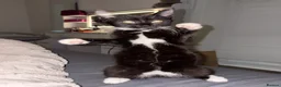 Mixed Breed cats for sale: FREE BABY GIRL  - Advert 1