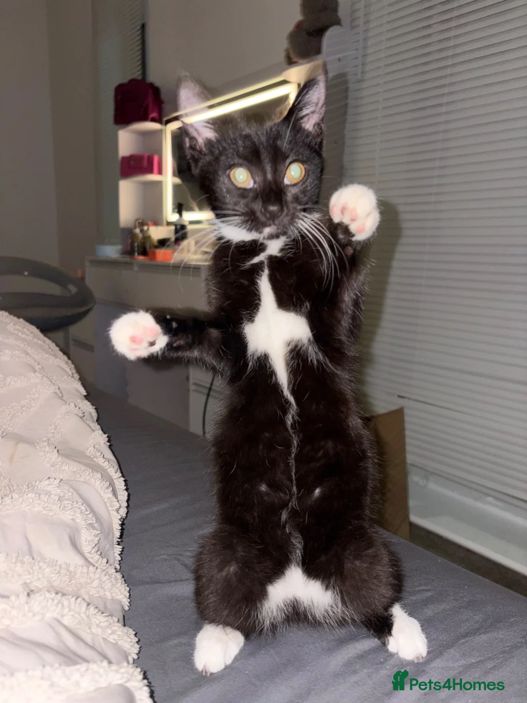 Mixed Breed cats for sale: FREE BABY GIRL  - Advert 1