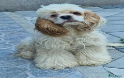 American Cocker Spaniel dogs for adoption: Ziggy - Image 3