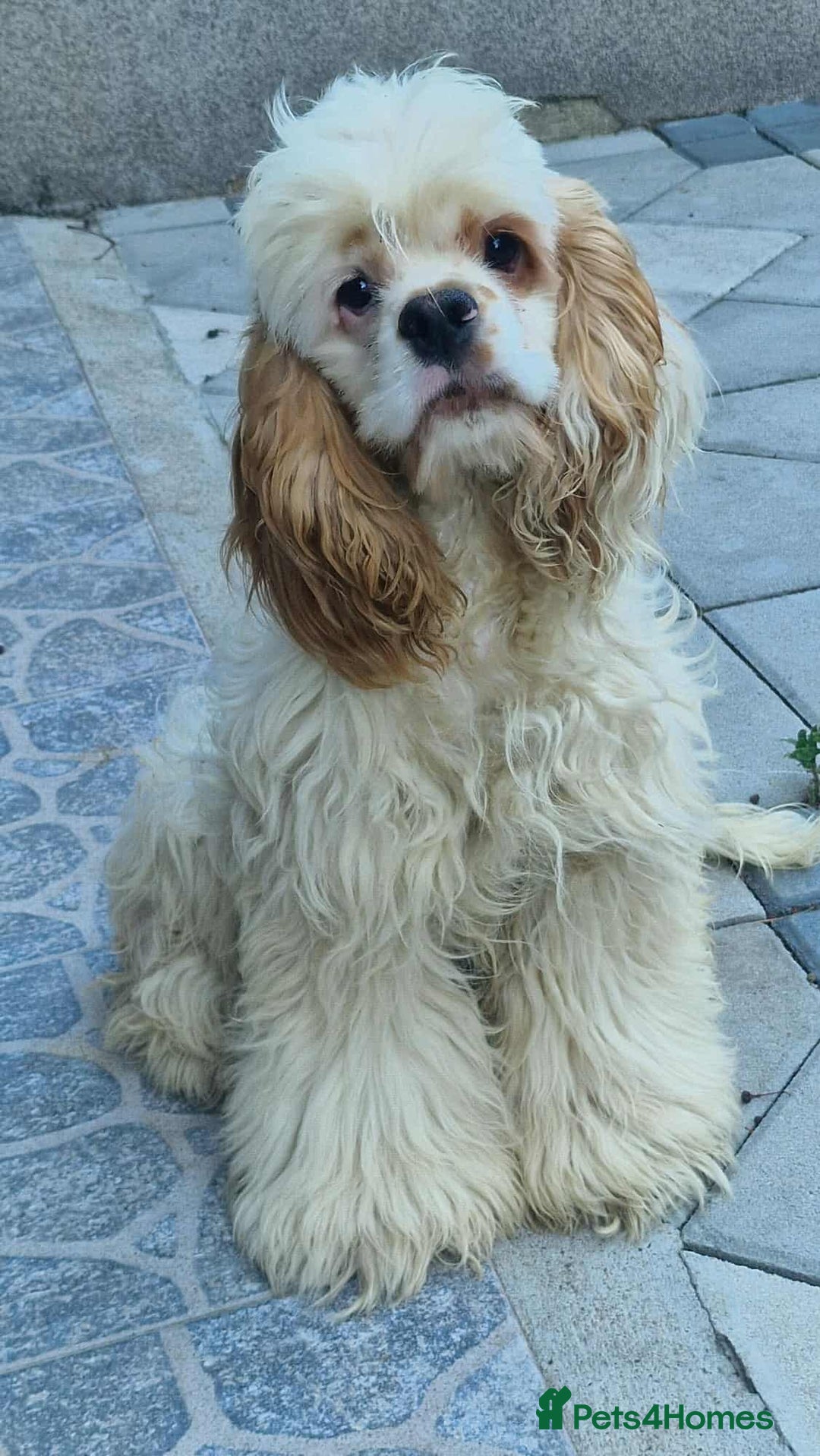 American Cocker Spaniel dogs for adoption: Ziggy - Image 3