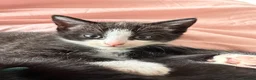 Mixed Breed cats for sale: Kittens - Advert 13