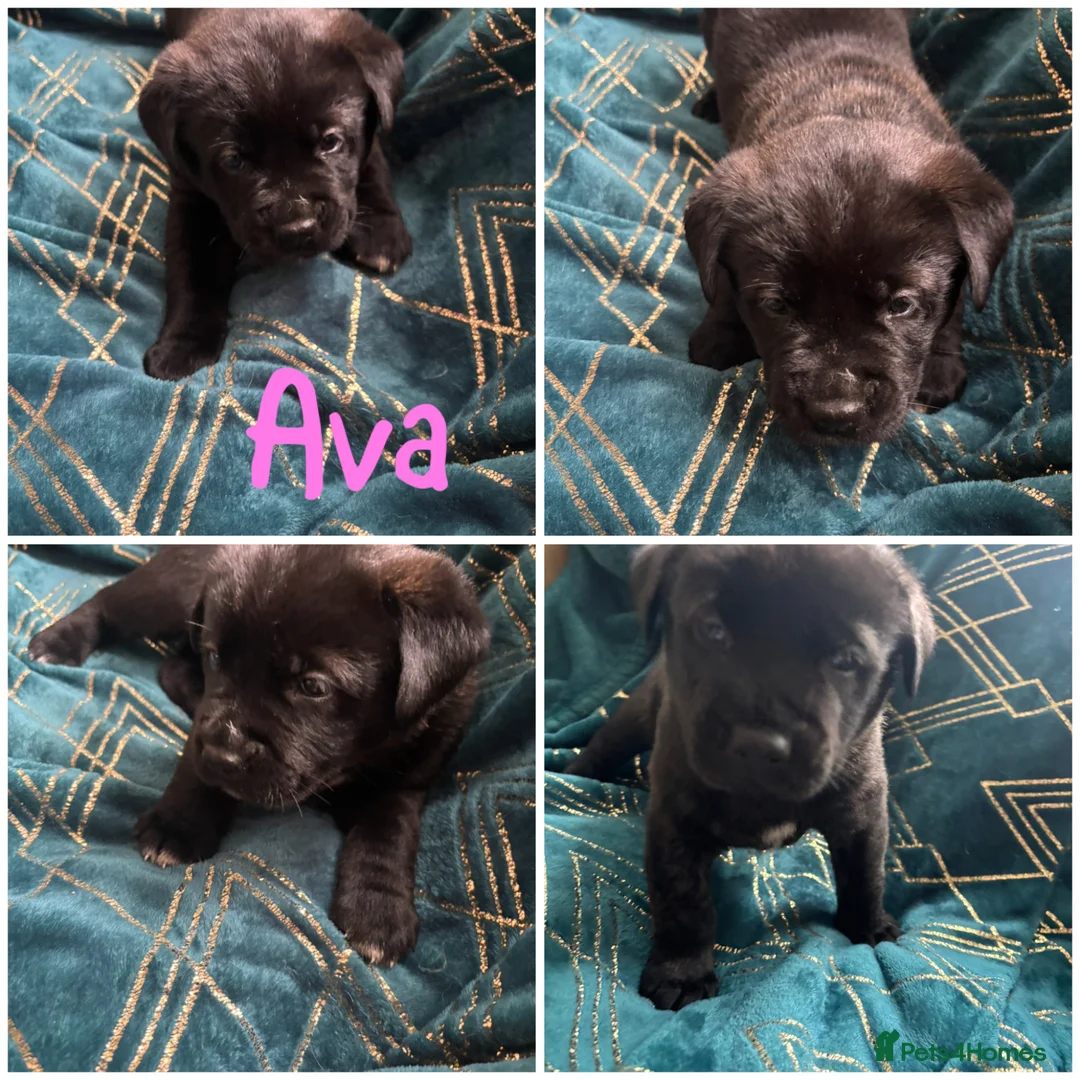 Mixed Breed dogs for sale: Akita x Cane Corso Hybrid puppies - Advert 2