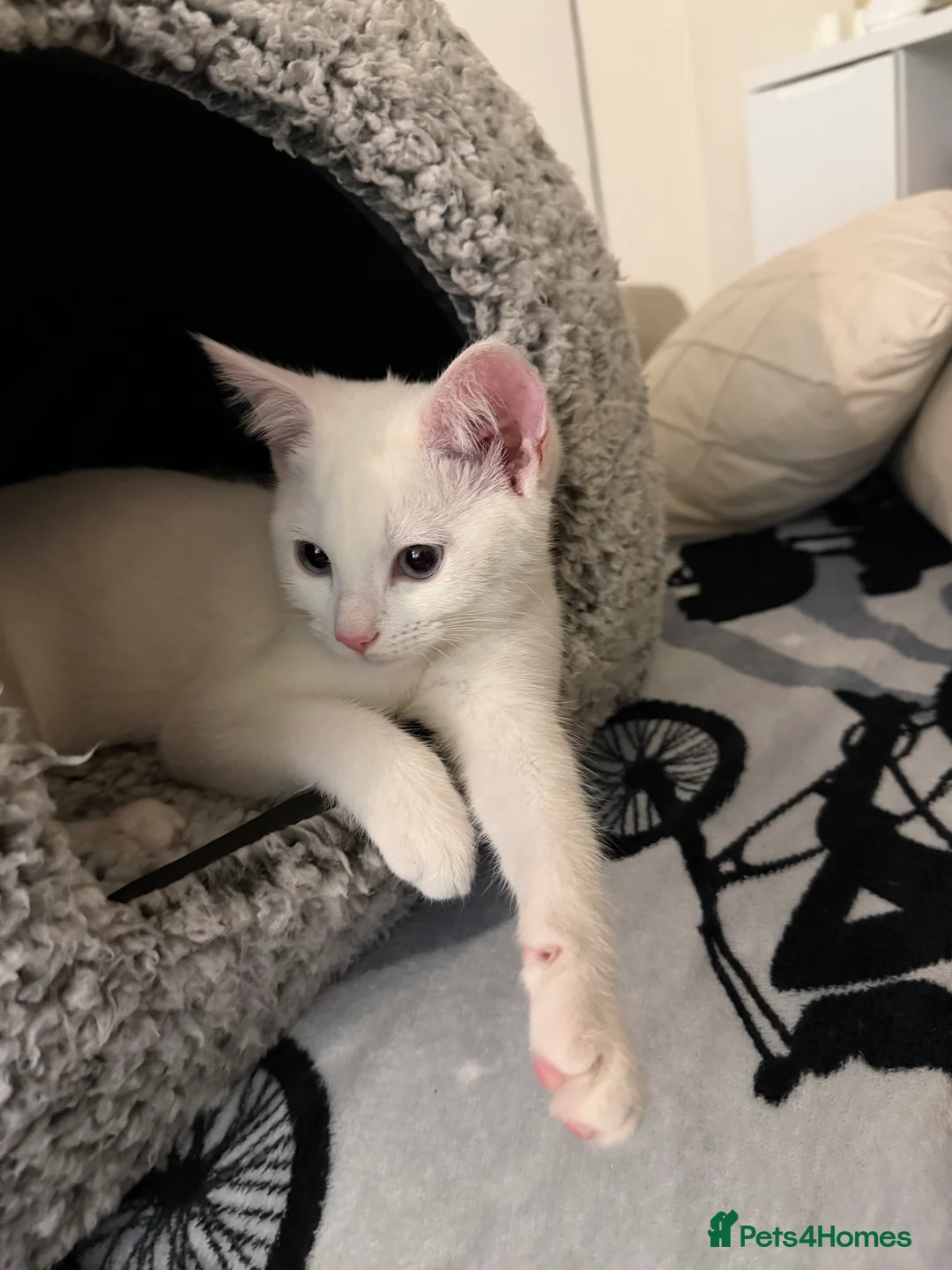 Mixed Breed cats for sale: White blue eyes cat  in London - Advert 2