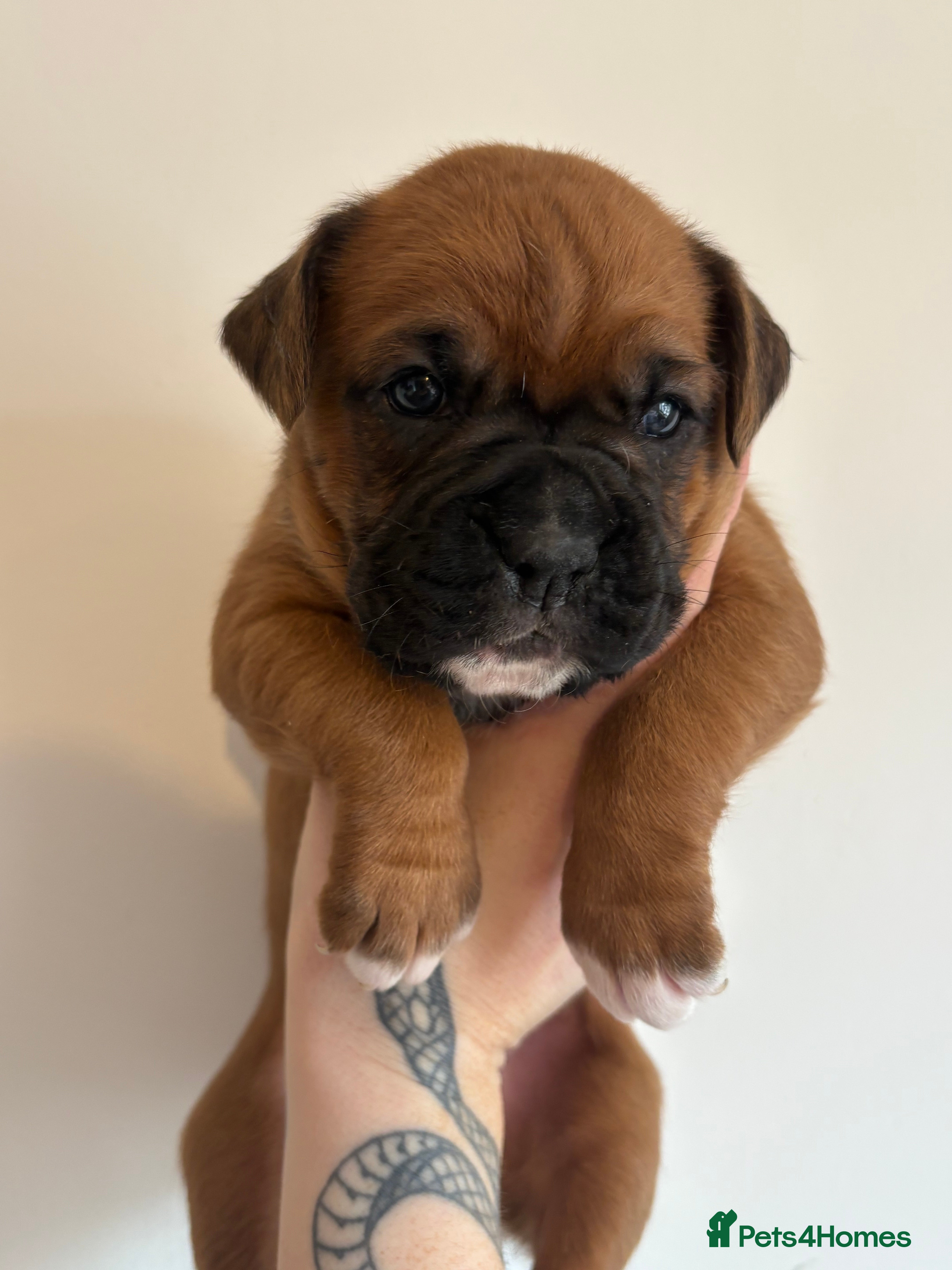 Boxer dogs Boxer puppies red flashy girls bob tails kc reg - Advert 5