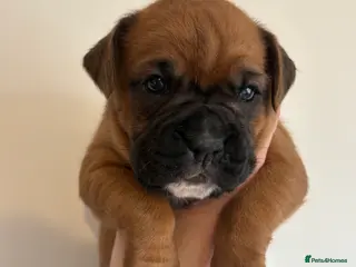 Boxer dogs Boxer puppies red flashy girls bob tails kc reg - Advert 5