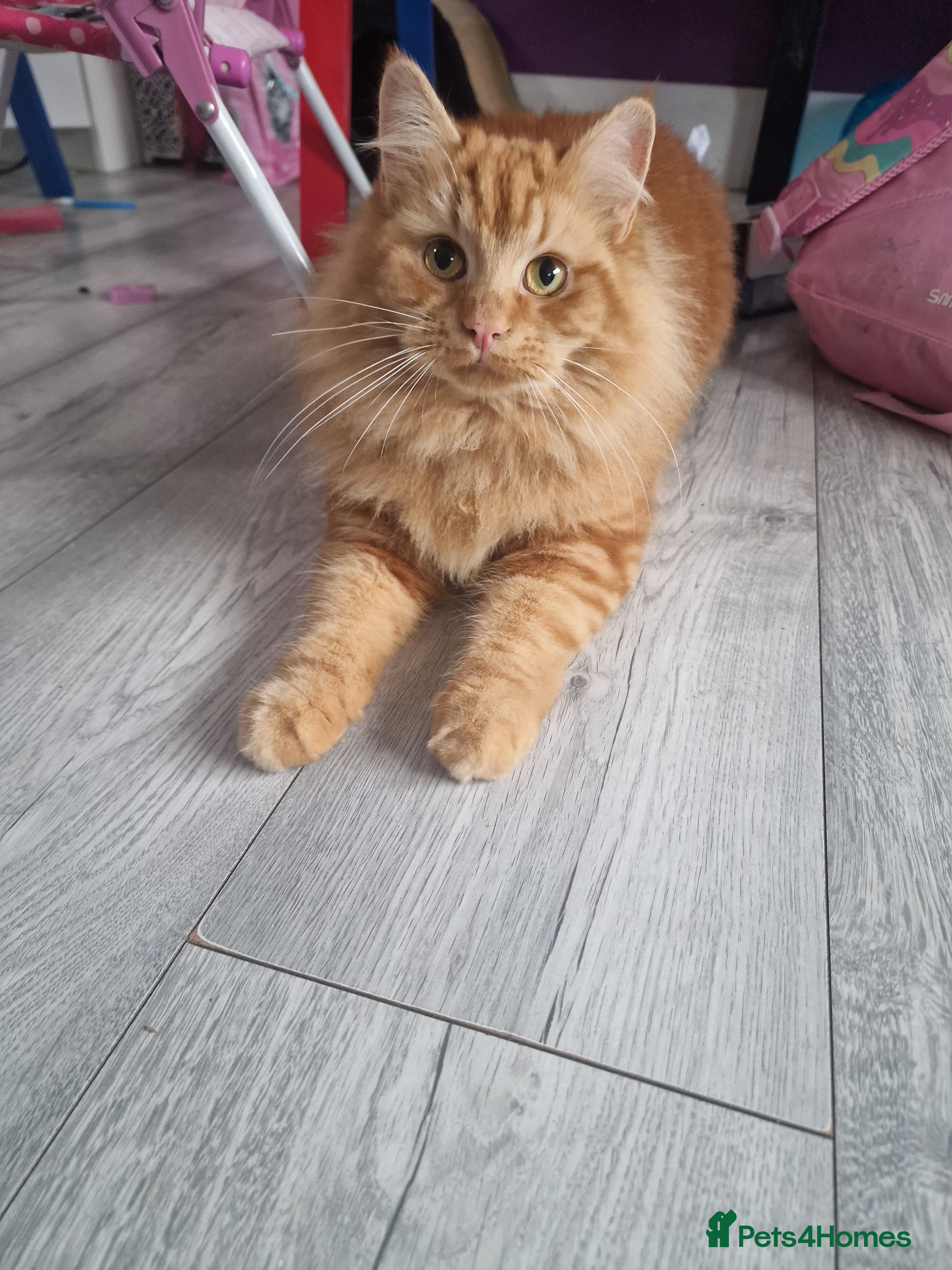 Maine Coon cats Ruby ginger female Mine Coon x BSH  - Advert 2