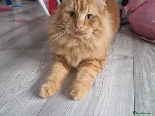 Maine Coon cats Ruby ginger female Mine Coon x BSH - Advert 2