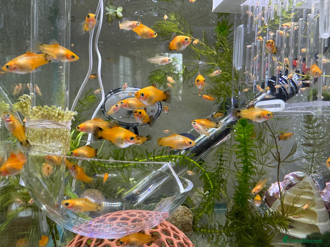 Platies fish for sale: Small platys for sale £1 each in Bromley - Image 17