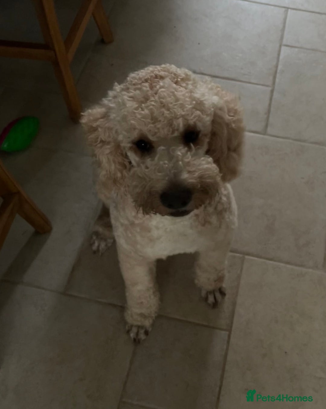 Mixed Breed dogs for stud: Lagotto x sproodle Sonny - Advert 2