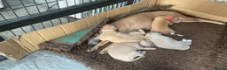 Italian Greyhound dogs for sale: Gorgeous Kc reg Italian greyhound  - Advert 20