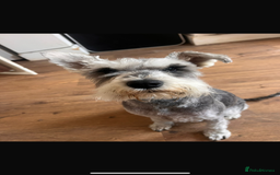 Miniature Schnauzer dogs for sale: One male miniature schnauzer  - Image 5