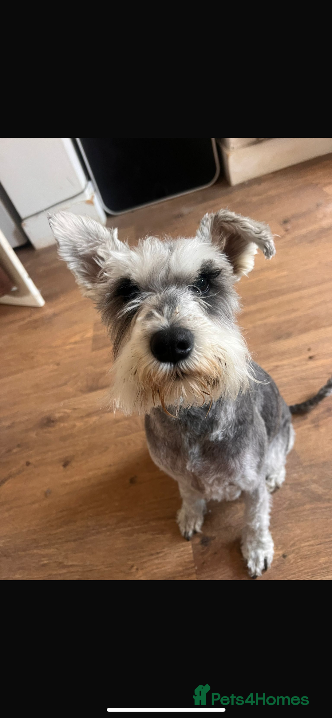 Miniature Schnauzer dogs for sale: One male miniature schnauzer  - Image 5