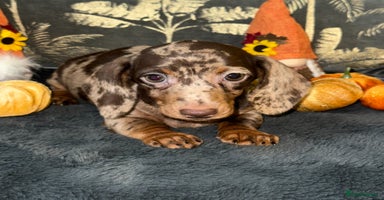 Miniature Dachshund dogs - Advert 3