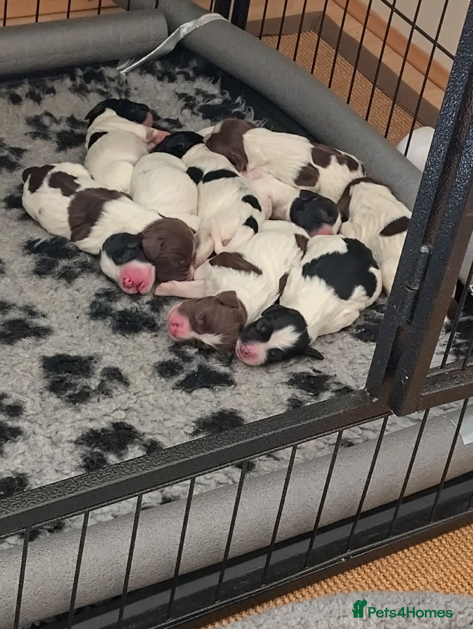 Sprocker dogs Chunky Sprocker Spaniel Puppies! - Advert 2