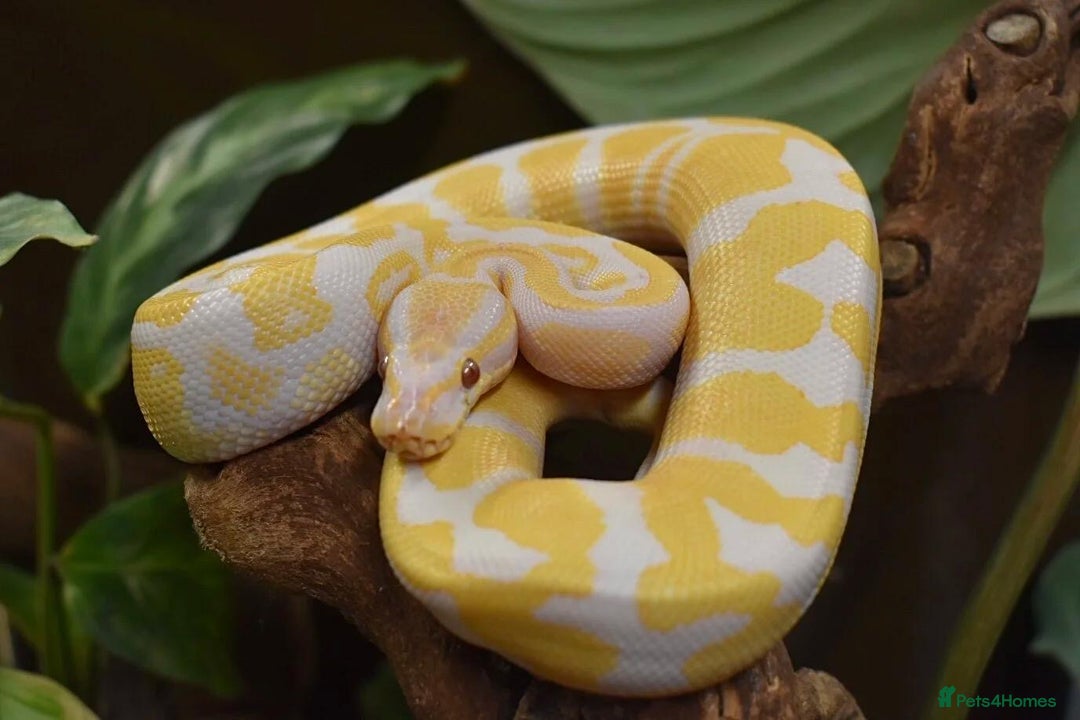 Python Snake reptiles for sale: Snakes for sale  - Image 3