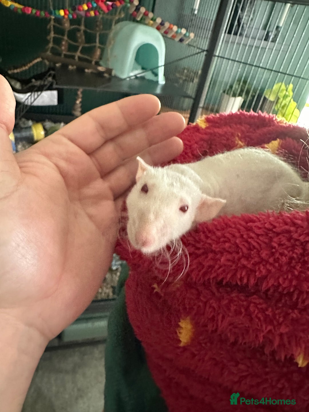 Rat rodents for sale: Pair of Dumbo Rex hairless male Rats - Image 5