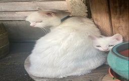 Turkish Van cats for sale: Gorgeous & Loving Turkish Van Kittens - Image 34