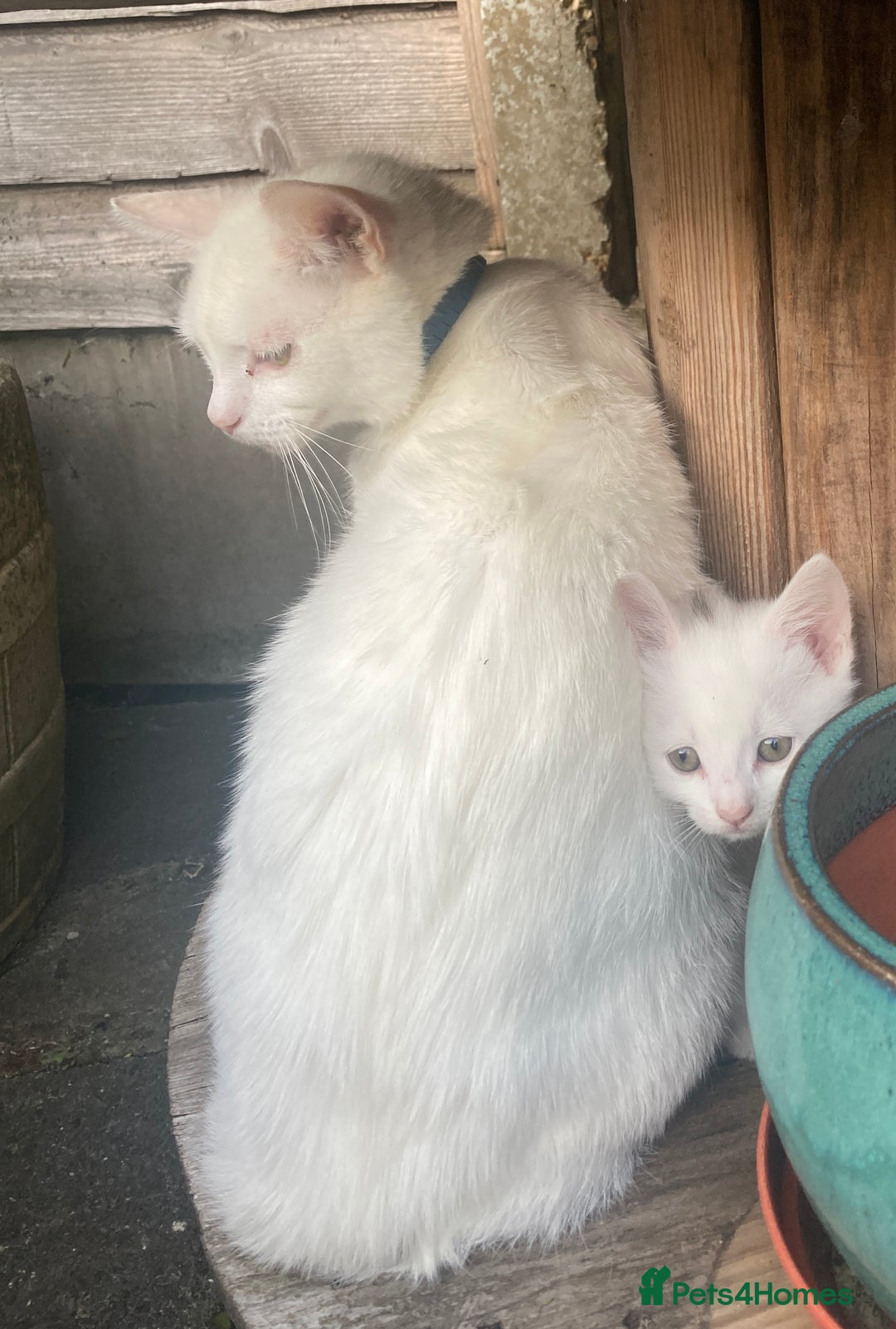 Turkish Van cats for sale: Gorgeous & Loving Turkish Van Kittens - Image 34