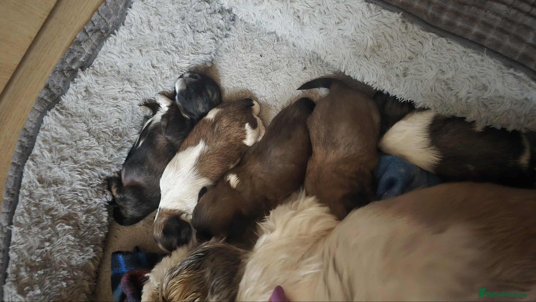 Shih Tzu dogs for sale: Shih Tzu - Image 13