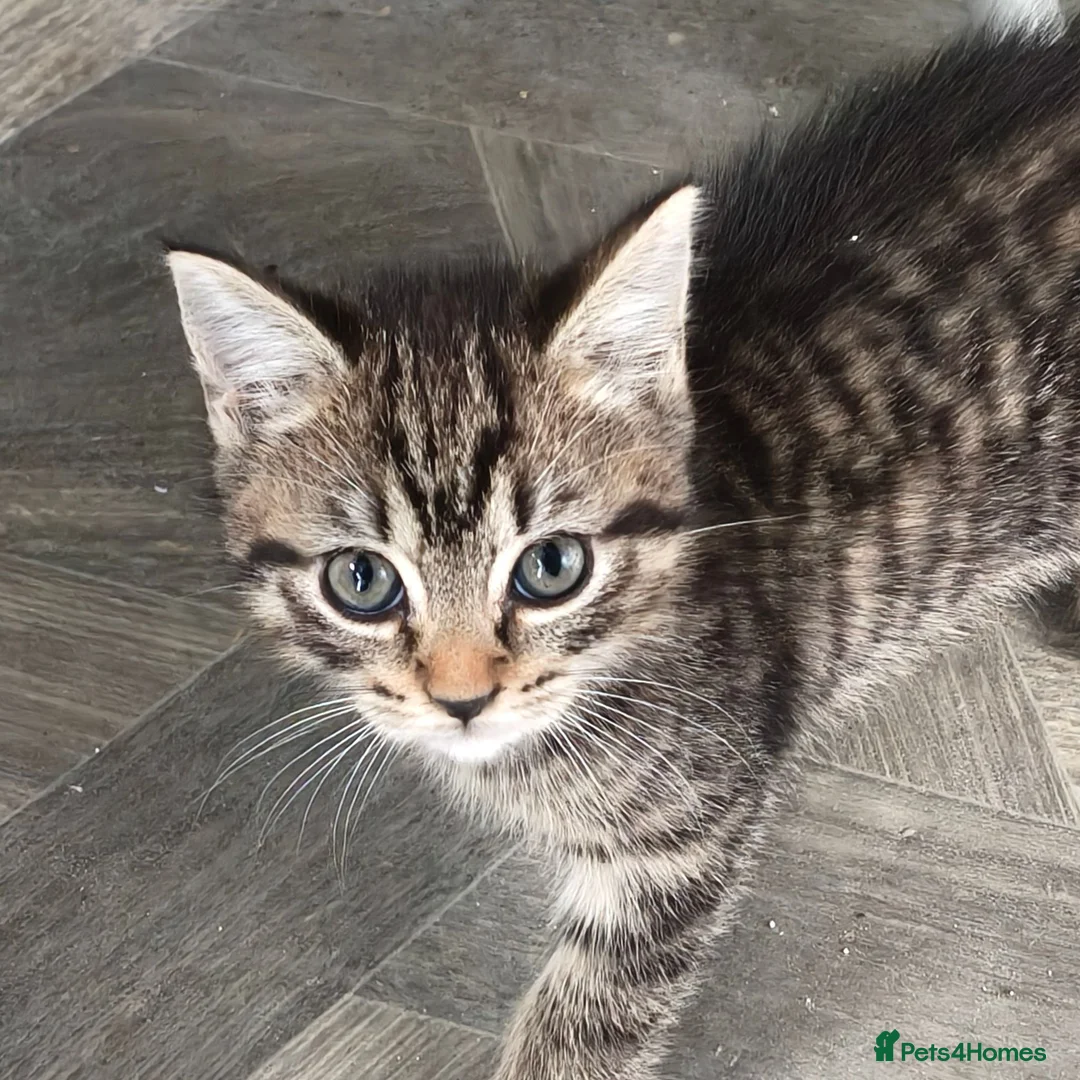 Mixed Breed cats for sale: Beautiful Half Bengal Kittens - Advert 2
