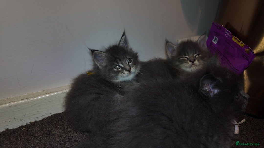 Maine Coon cats for sale: Beautiful Mainecoon Kittens Maine Coon Purebred - Advert 12