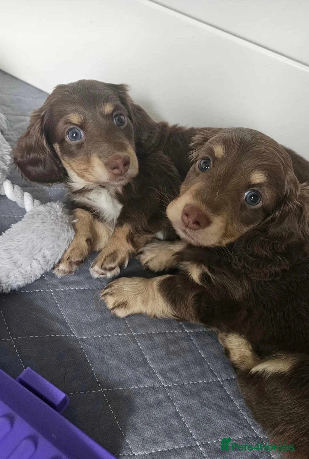 Miniature Dachshund dogs for sale: Long Coat Miniature Dachshund puppies. in Sheffield - Advert 5