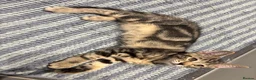 Mixed Breed cats for sale: Cuddly Tabby Kittens – Home Raised - Advert 6