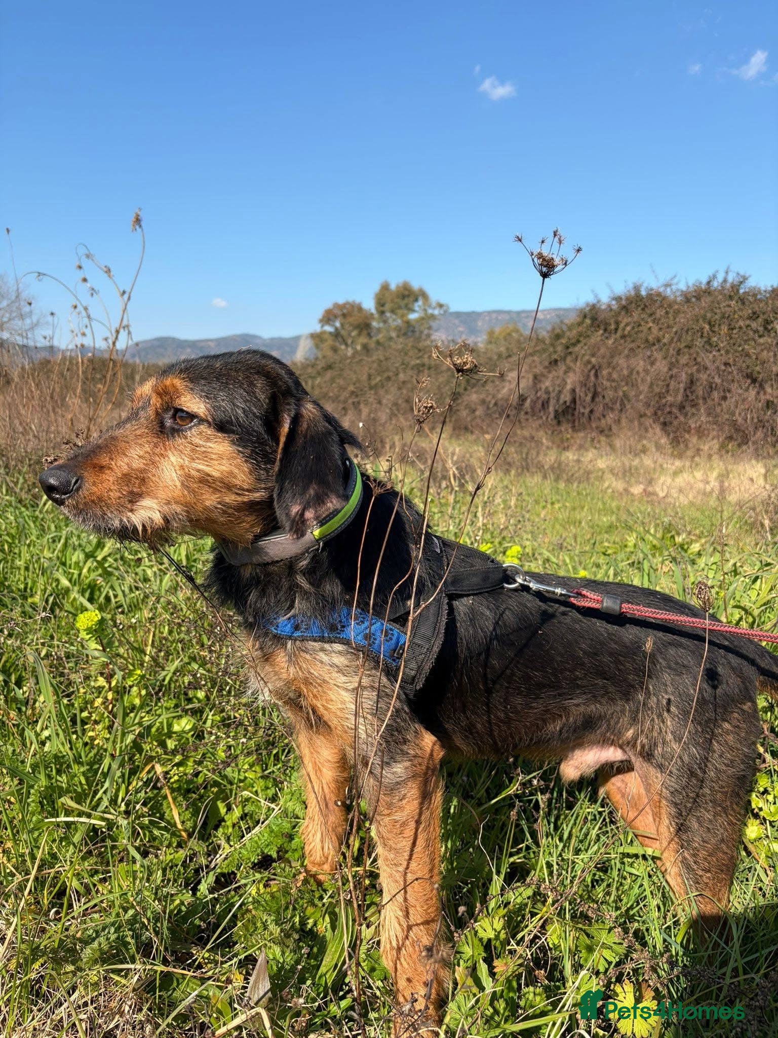 Mixed Breed dogs for sale: Ronnie & Reggie   - Advert 10