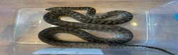 Python Snake reptiles for sale: Proven Pair of Spotted Pythons For Sale - Advert 1