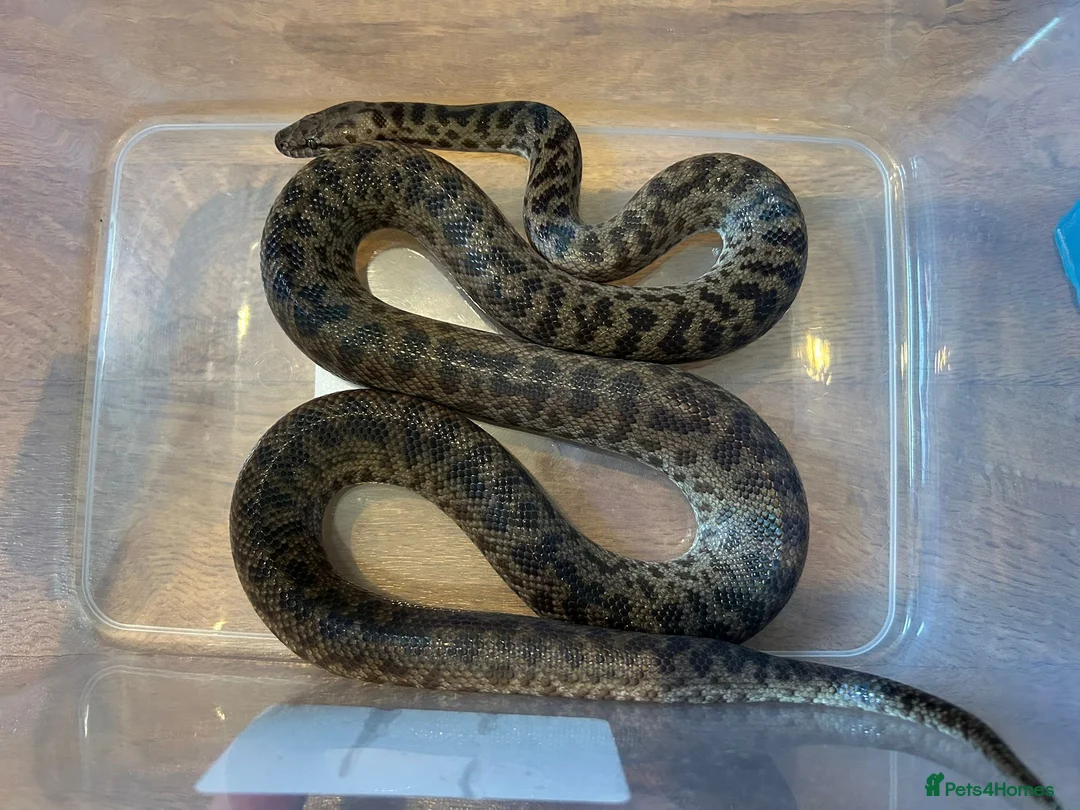 Python Snake reptiles for sale: Proven Pair of Spotted Pythons For Sale - Advert 1