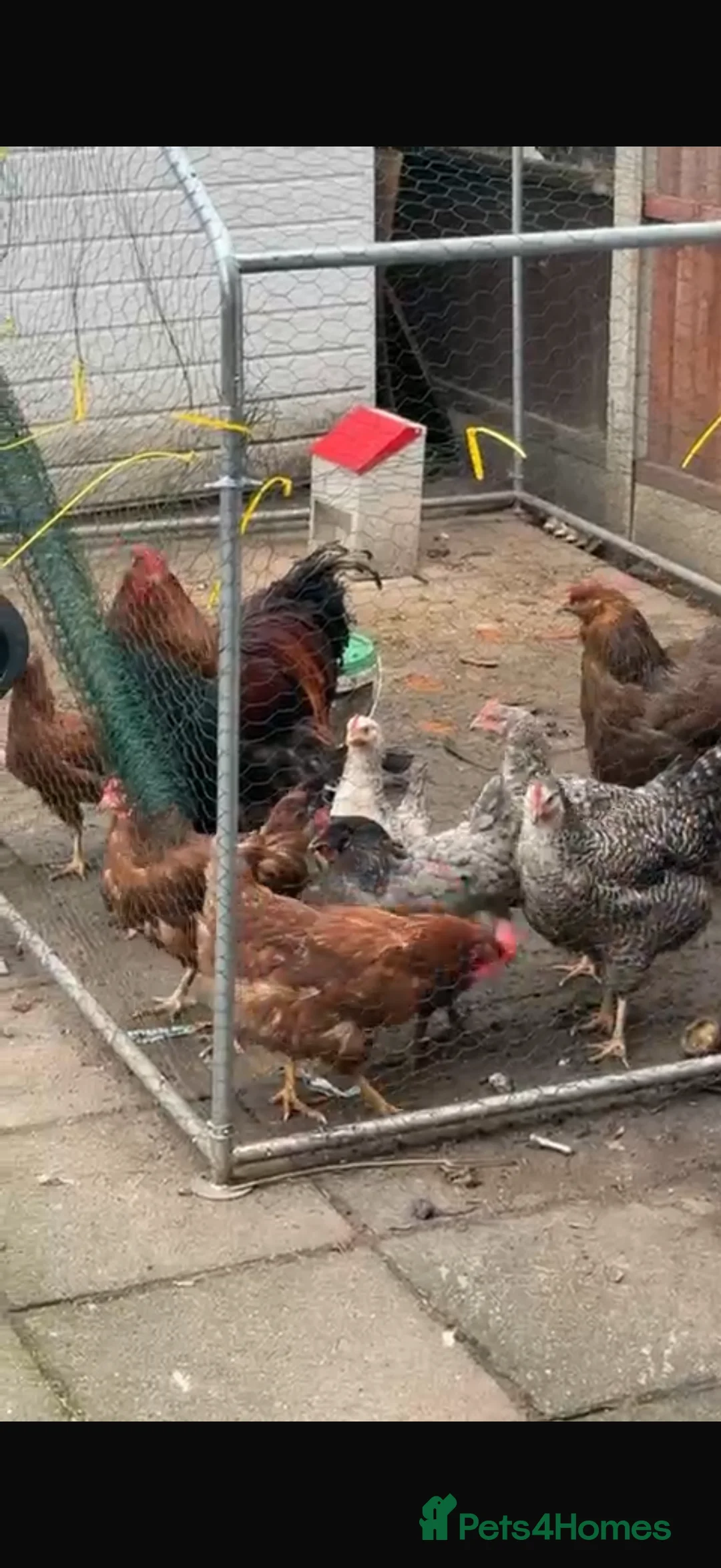 Chickens poultry for sale: CHİCKENS FOR SALE in Southampton - Advert 3