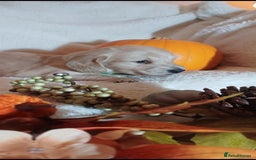 Miniature Dachshund dogs for sale: Fantastic pure English cream longhair dachshund  - Image 2