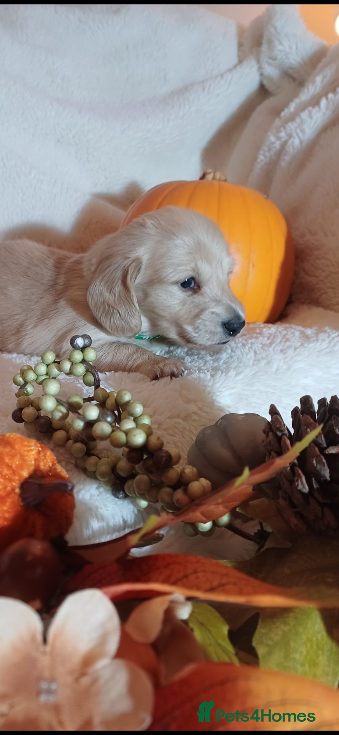 Miniature Dachshund dogs for sale: Fantastic pure English cream longhair dachshund  - Image 2