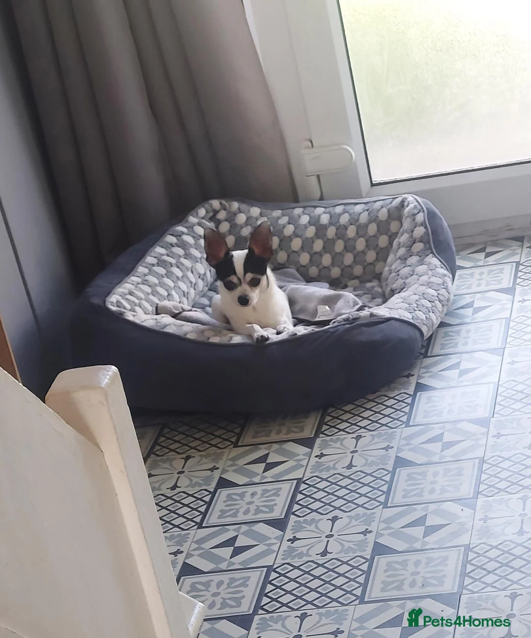 Chiweenie dogs for sale: Chiweenie puppies for sale in Bristol - Advert 2
