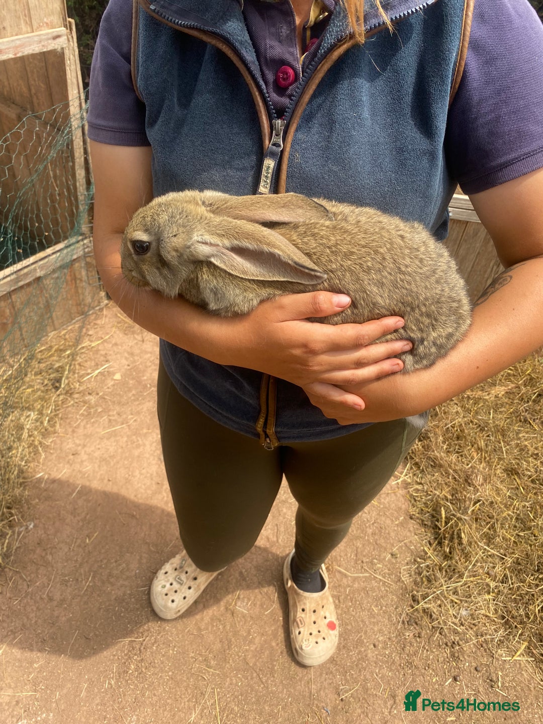 Continental Giant rabbits for sale: Continental giant - Image 10