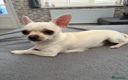 Chihuahua dogs for sale: Male chuiwawa  - Image 2