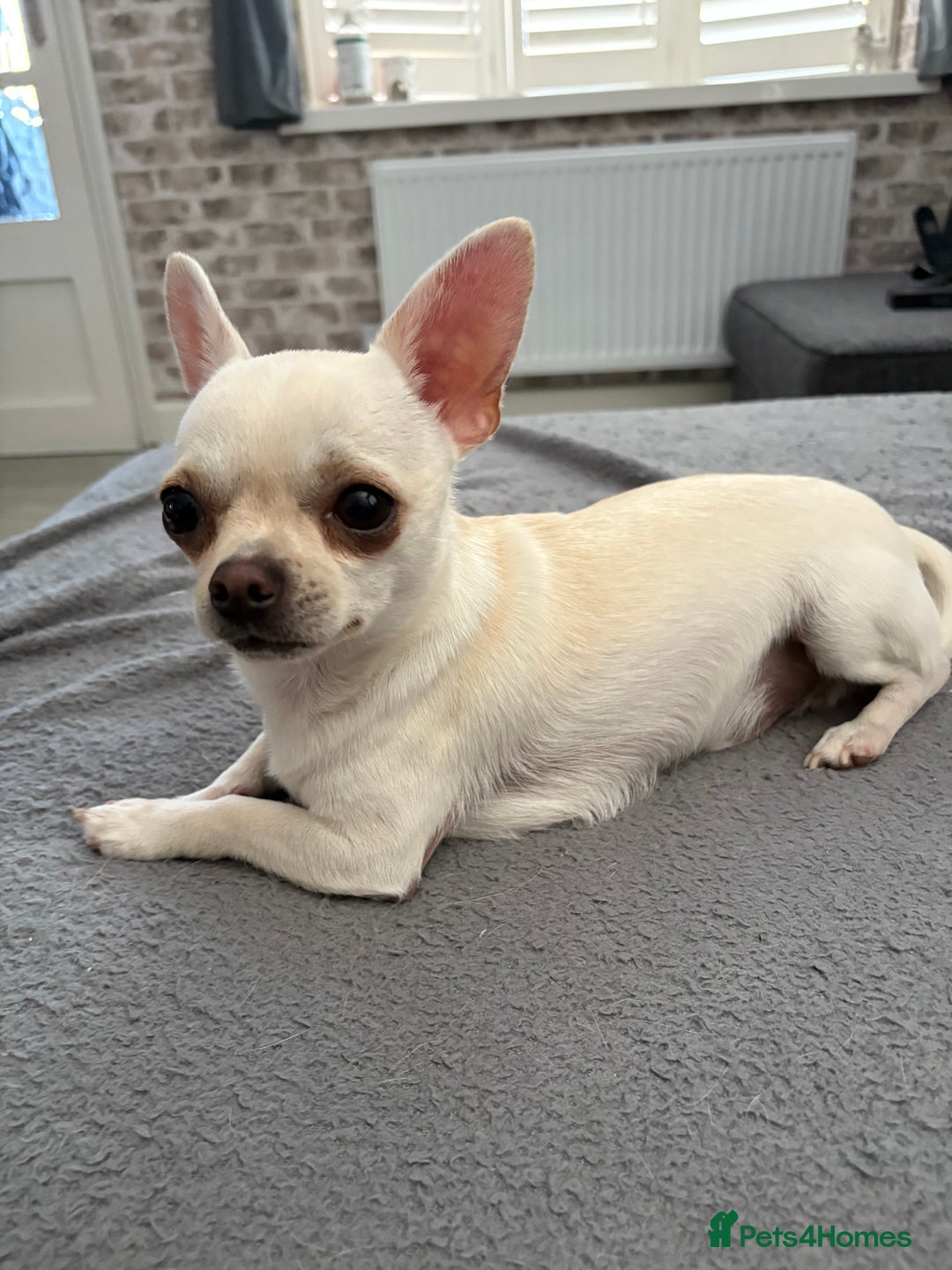 Chihuahua dogs for sale: Male chuiwawa  - Image 2