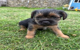 Border Terrier dogs for sale: Two beautiful Border Terriers dog puppies - Image 9