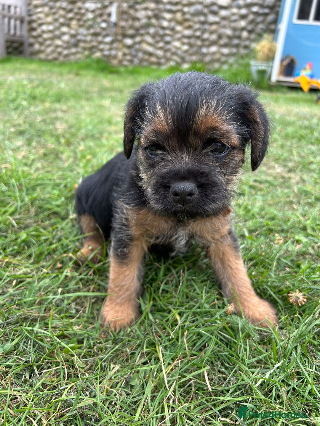 Border Terrier dogs for sale: Two beautiful Border Terriers dog puppies - Image 9