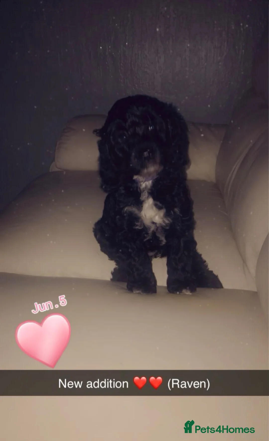 Mixed Breed dogs for sale: Black 7 month old sproodle - Advert 2