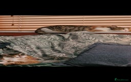 British Shorthair cats for sale: 2 Female kittens loookg for Forever home 🩷 - Image 2