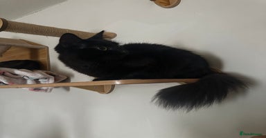 Mixed Breed cats - Advert 7
