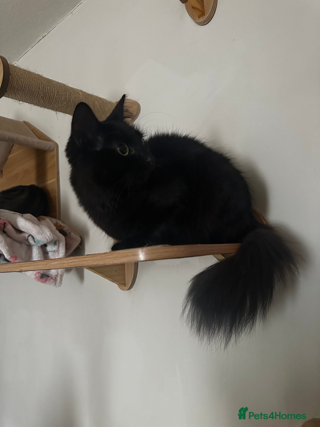 Mixed Breed cats for sale: 2 long haired black females❤️ - Image 3