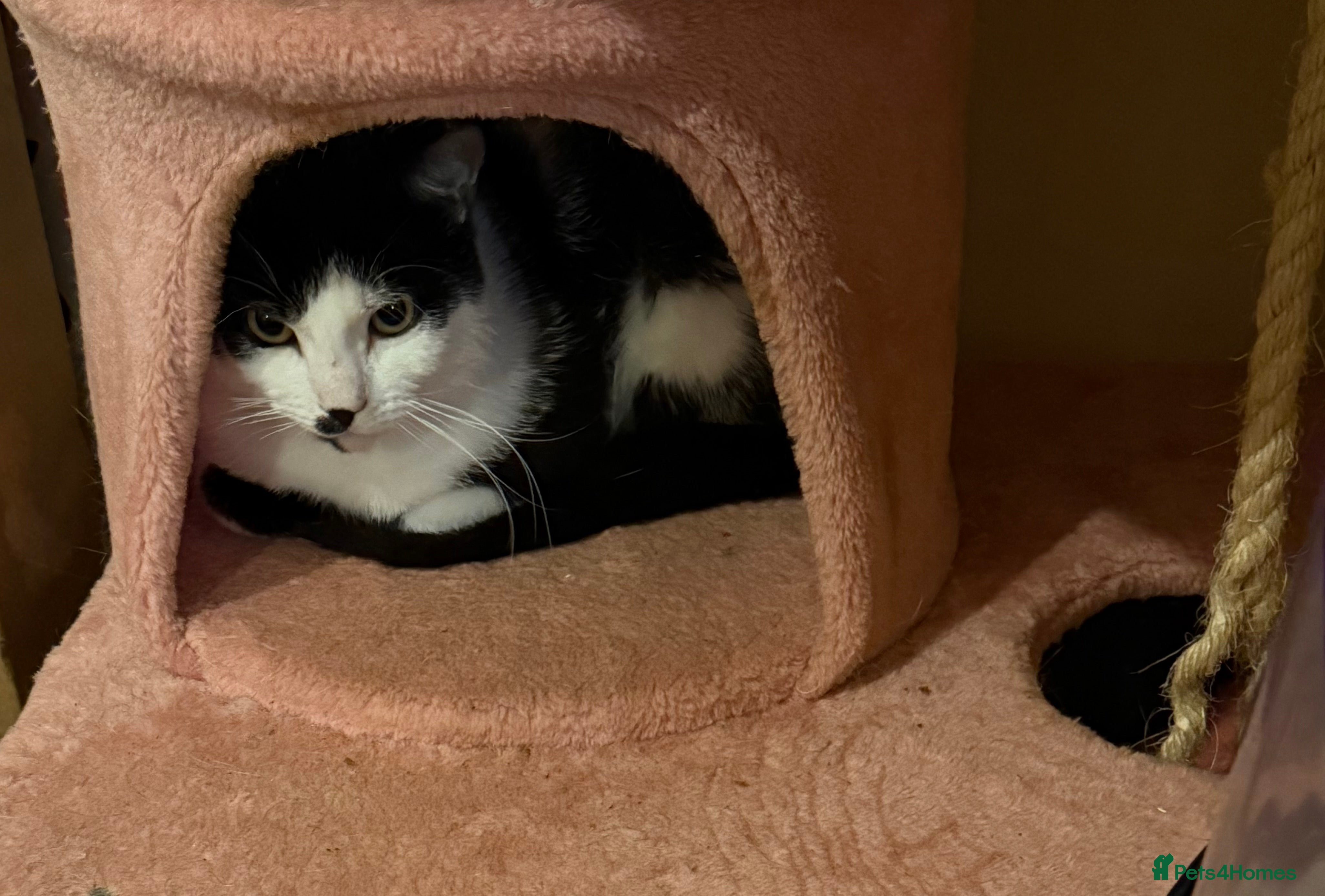 Mixed Breed cats Rehoming /adoption 3 beautiful juvenile cats - Advert 6