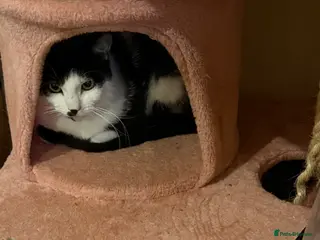 Mixed Breed cats Rehoming /adoption 3 beautiful juvenile cats - Advert 6