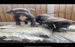 Cane Corso dogs for sale: Cane Corso Puppy 8 - Cerberus champion bloodline cane corso - Image 13