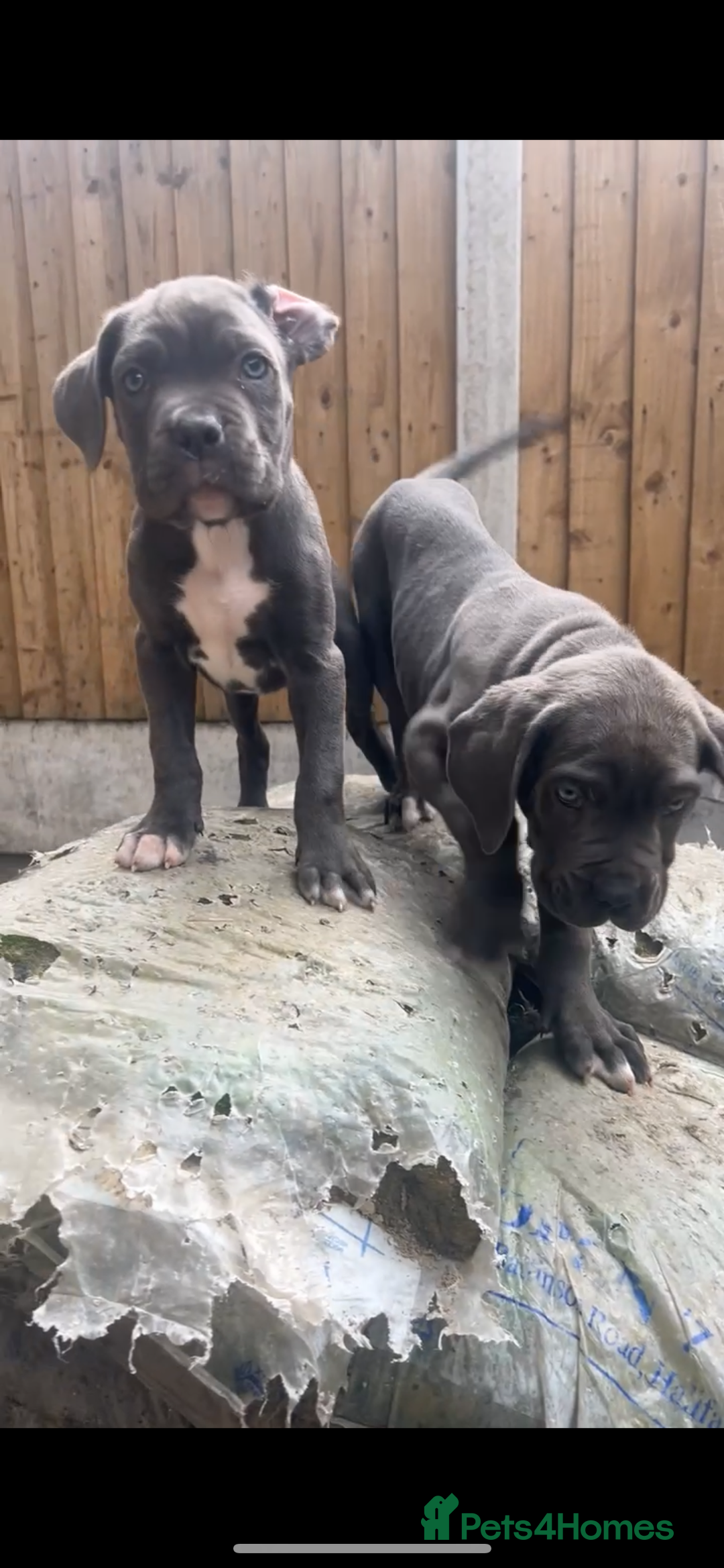Cane Corso dogs for sale: Cane Corso Puppy 8 - Cerberus champion bloodline cane corso - Image 13