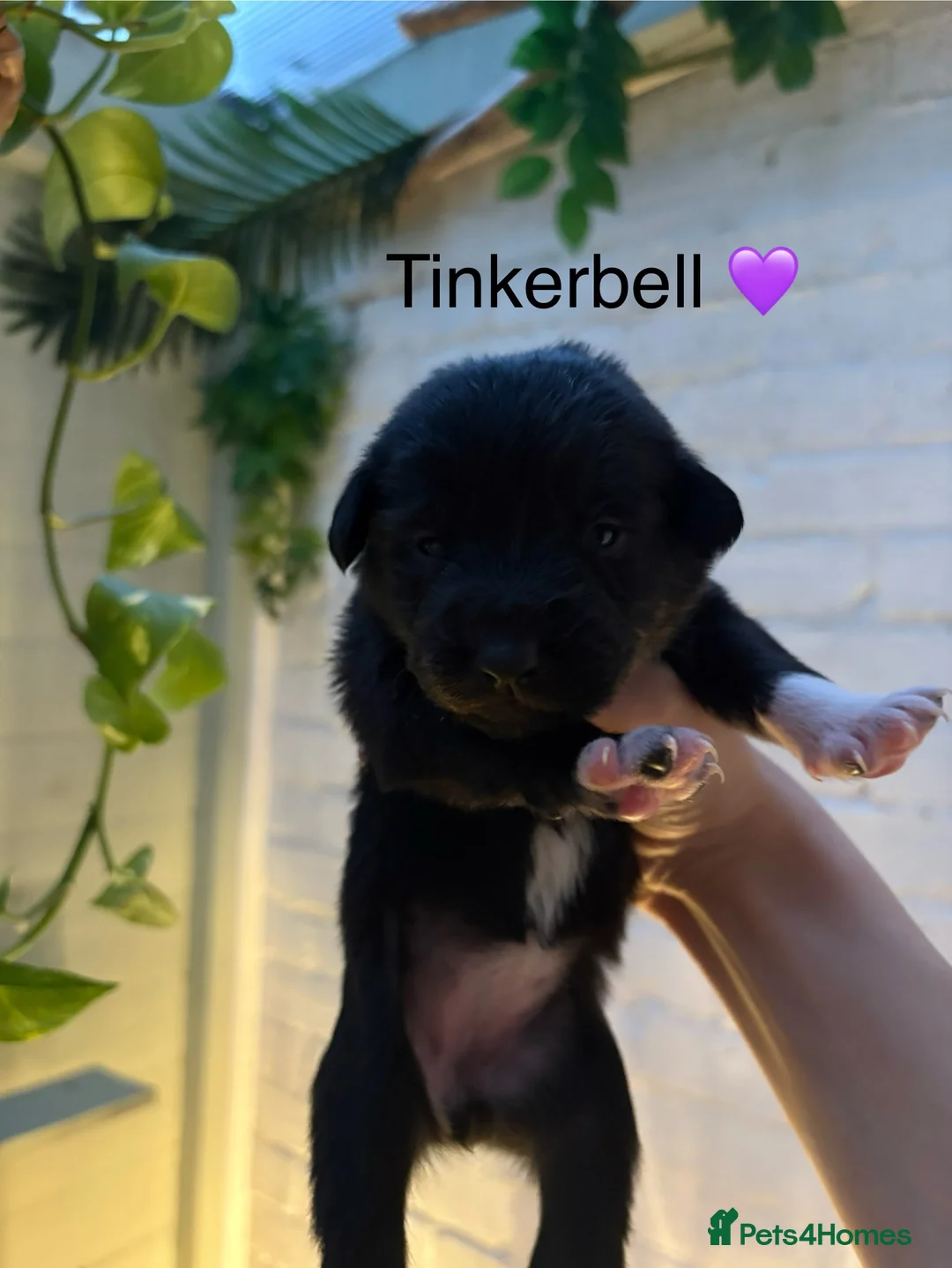 Mixed Breed dogs for sale: Cocker spaniel x Border Kelpie Puppies - Advert 24